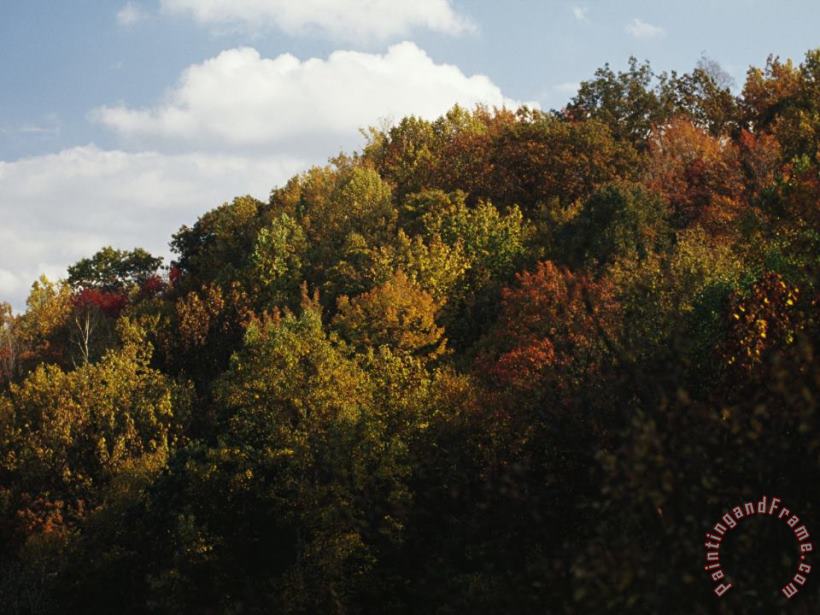 Raymond Gehman Trees in Autumn Foliage on a Hillside Art Painting