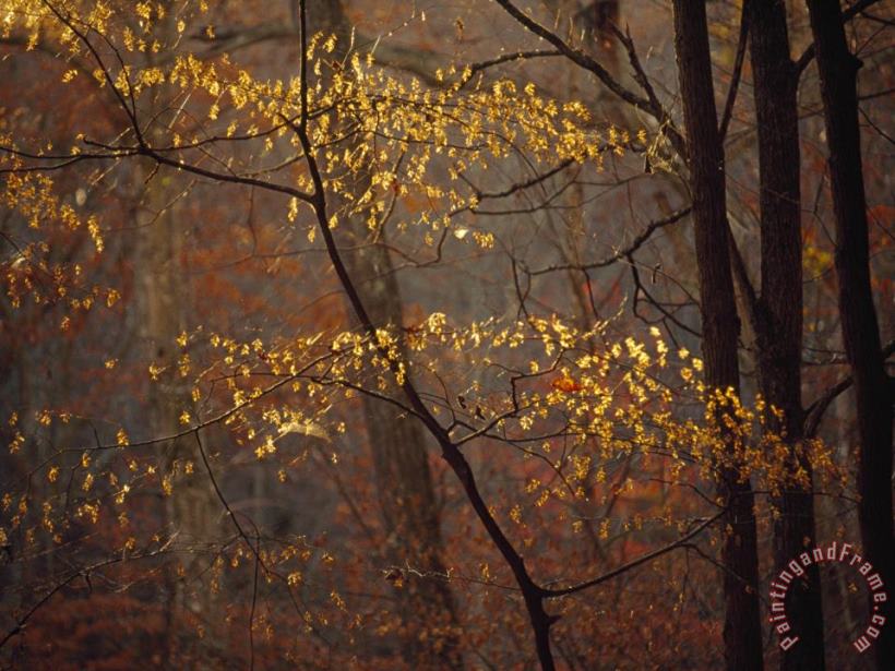 Raymond Gehman Trees in Autumn Hues in a Foggy Forest Art Print