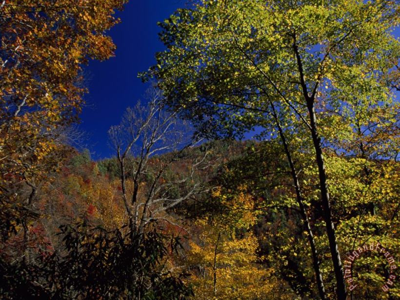 Trees in Autumn Hues on The Mountains Near Whitewater Falls painting - Raymond Gehman Trees in Autumn Hues on The Mountains Near Whitewater Falls Art Print