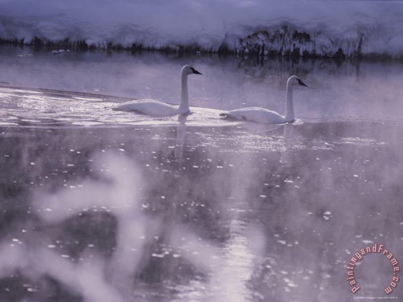 Trumpeter Swans Swim Through Early Morning Mist on The Madison River painting - Raymond Gehman Trumpeter Swans Swim Through Early Morning Mist on The Madison River Art Print