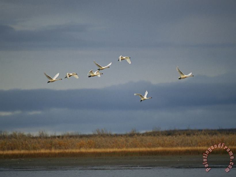 Raymond Gehman Tundra Swans Fly Over The Mackenzie River Art Print
