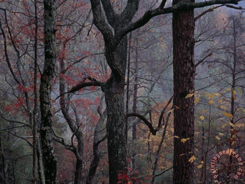 Twilight Falls on Oaks on Paint Mountain Road painting - Raymond Gehman Twilight Falls on Oaks on Paint Mountain Road Art Print