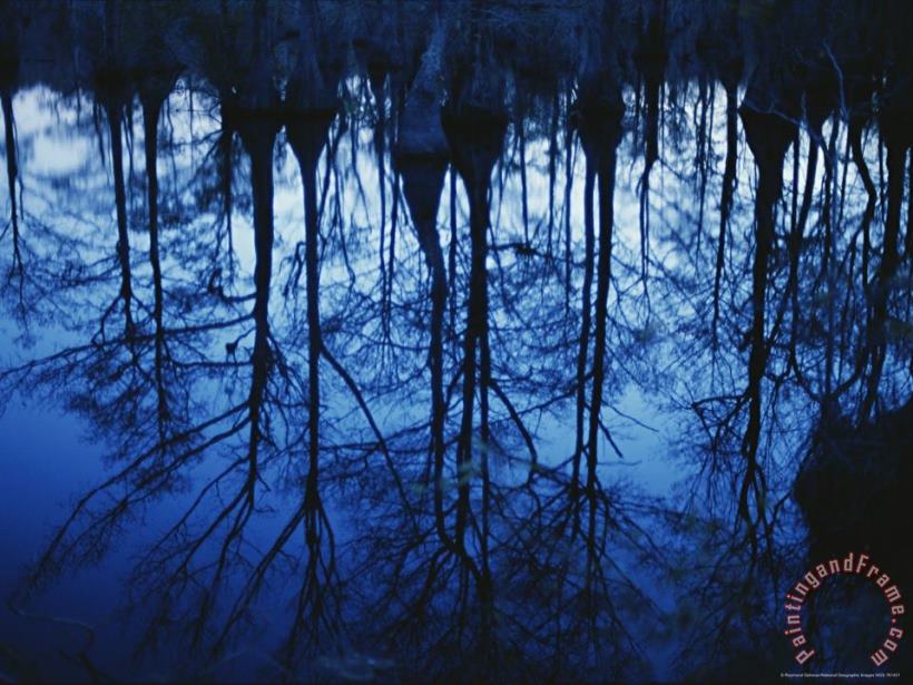 Twilight View of Bald Cypress Trees Reflected on Water painting - Raymond Gehman Twilight View of Bald Cypress Trees Reflected on Water Art Print