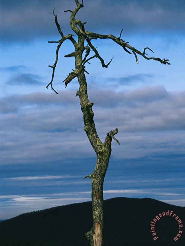 Twilight View of Old Rag Mountain with Dead Tree Snag painting - Raymond Gehman Twilight View of Old Rag Mountain with Dead Tree Snag Art Print