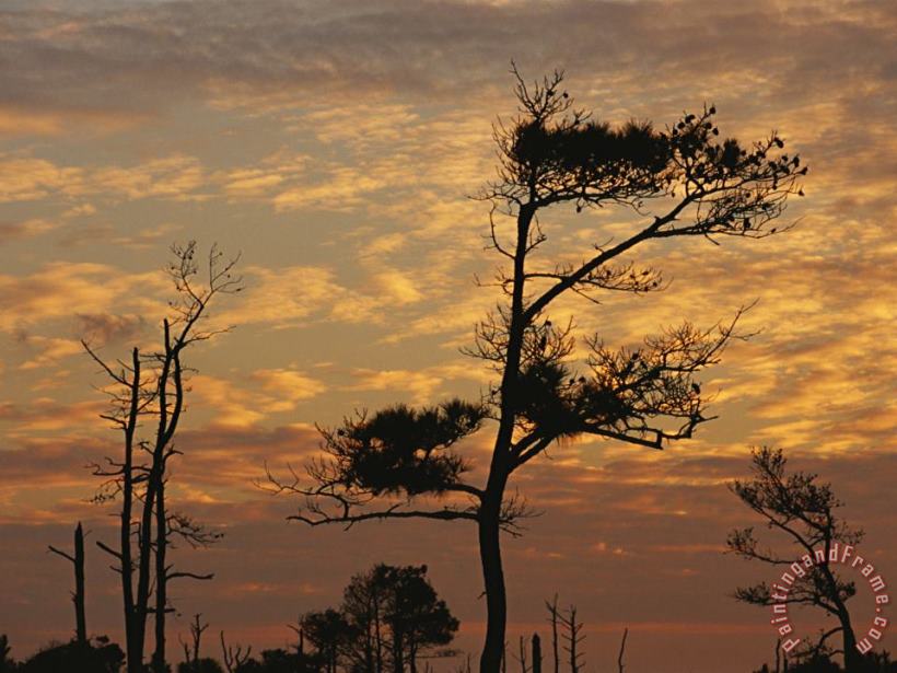 Twilight View of Silhouetted Loblolly Pines on a Marsh Trail painting - Raymond Gehman Twilight View of Silhouetted Loblolly Pines on a Marsh Trail Art Print