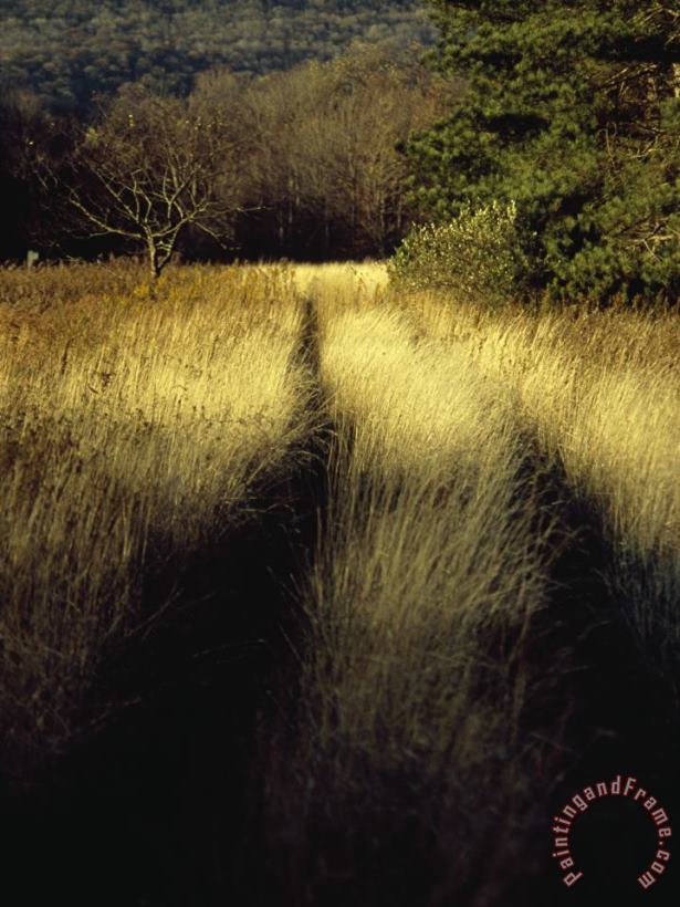 Vehicle Tracks Through Tall Golden Grasses in a Field painting - Raymond Gehman Vehicle Tracks Through Tall Golden Grasses in a Field Art Print