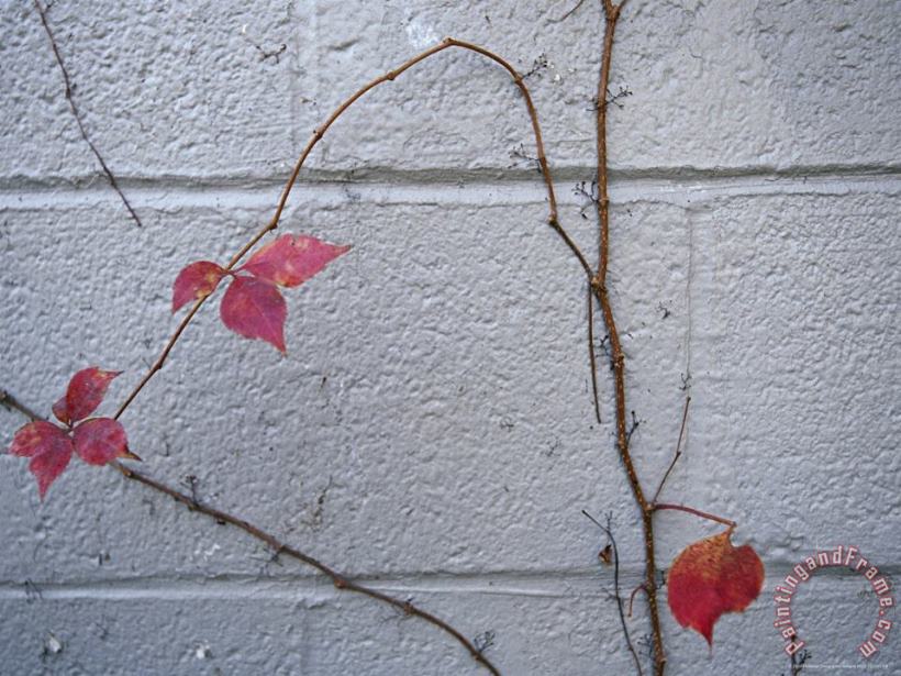 Virginia Creeper with Fall Colors Clings to a Wall of a Building painting - Raymond Gehman Virginia Creeper with Fall Colors Clings to a Wall of a Building Art Print