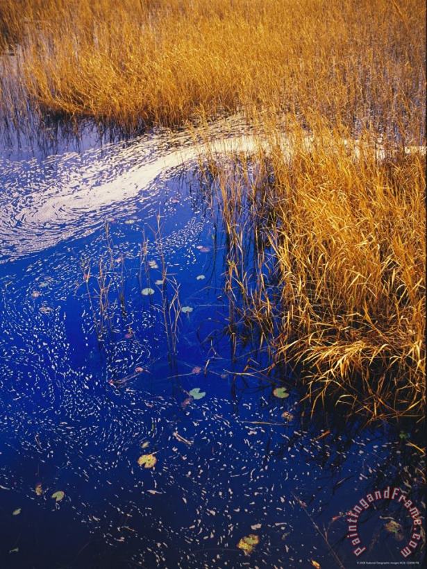 Raymond Gehman Water Lilies Wind Whipped Foam And Wire Grass at The Lakes Edge Near Lake Waccamaw Art Print
