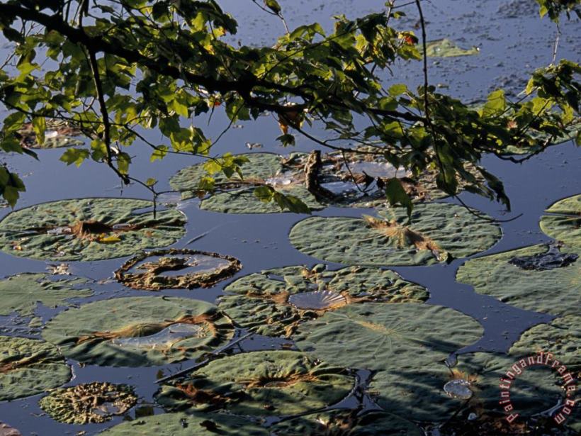 Raymond Gehman Water Lily Pads on The Surface of Hematite Lake Art Print