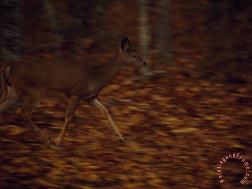 Raymond Gehman White Tailed Deer Doe Running Along The Debord Falls Trail at Dusk Art Painting