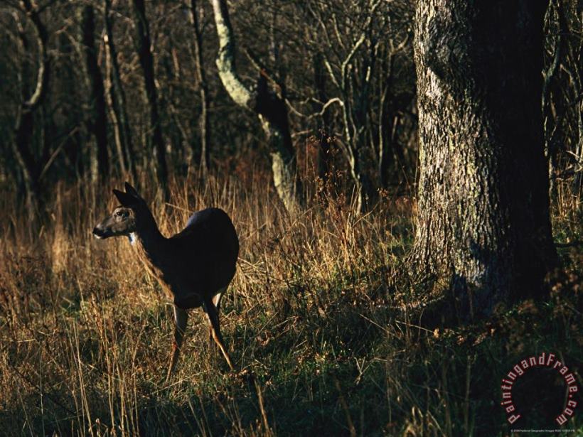 Raymond Gehman White Tailed Deer Standing Near Oak Tree at Woods Edge Art Painting