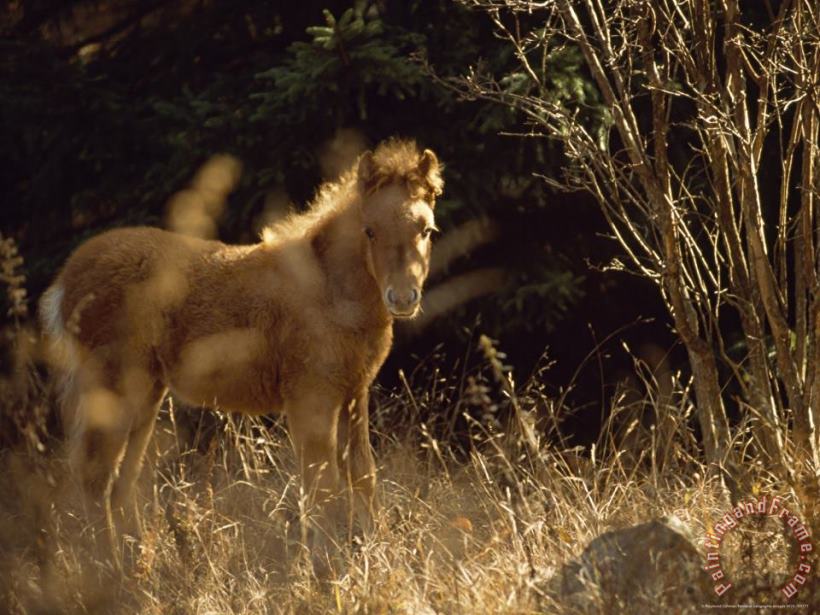 Raymond Gehman Wild Foal on The Appalachian Trail in Late Afternoon Sun Art Print