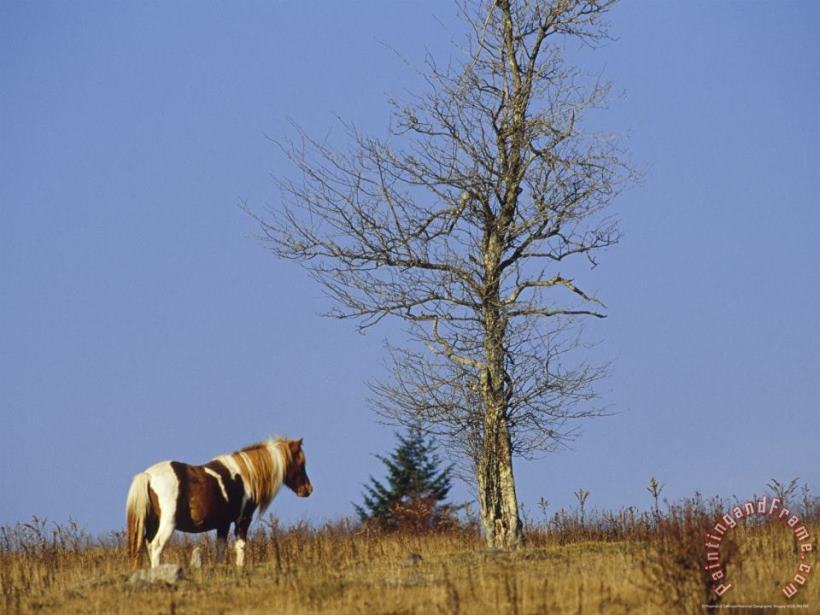 Raymond Gehman Wild Horse And an Ash Tree on The Appalachian Trail Art Print