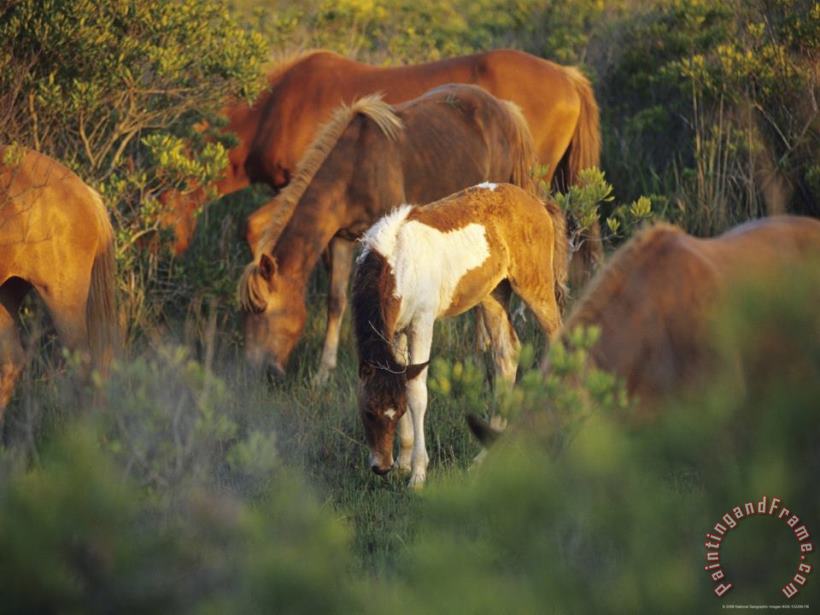 Raymond Gehman Wild Ponies And Foal Graze on Tender Grasses Art Painting