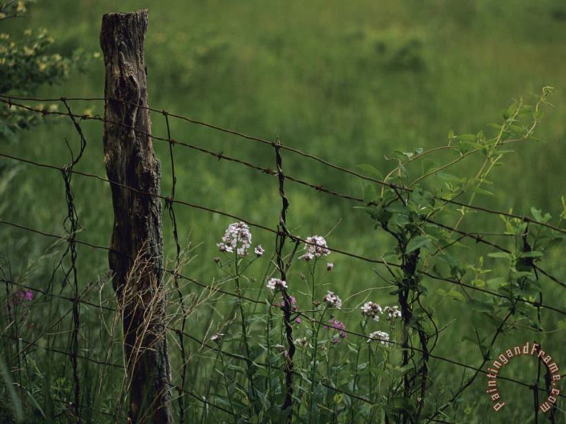 Raymond Gehman Wildflowers And Vines Growing in an Old Fence Topped with Barbed Wire Art Print
