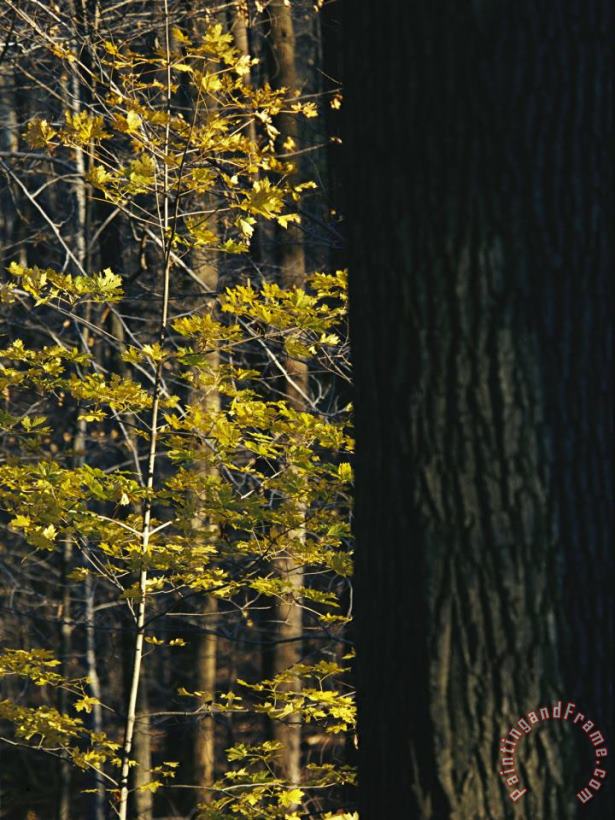 Raymond Gehman Yellow Autumn Leaves on a Small Sugar Maple Next to Large Tree Trunk Art Print