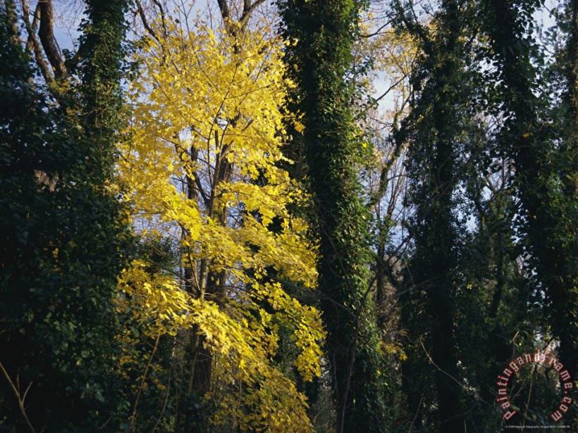 Raymond Gehman Yellow Fall Foliage on Maple Trees And Ivy Entwined Tree Trunks Art Print