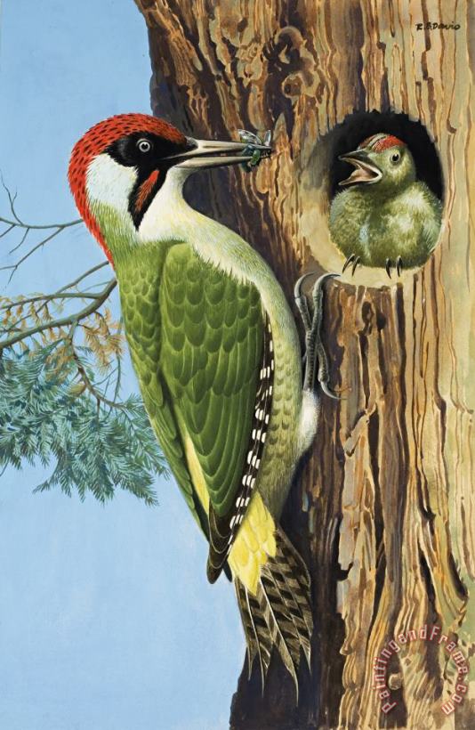 Woodpecker painting - RB Davis Woodpecker Art Print