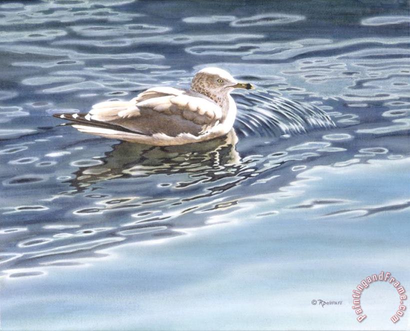 Ringed Bill Gull painting - Richard De Wolfe Ringed Bill Gull Art Print
