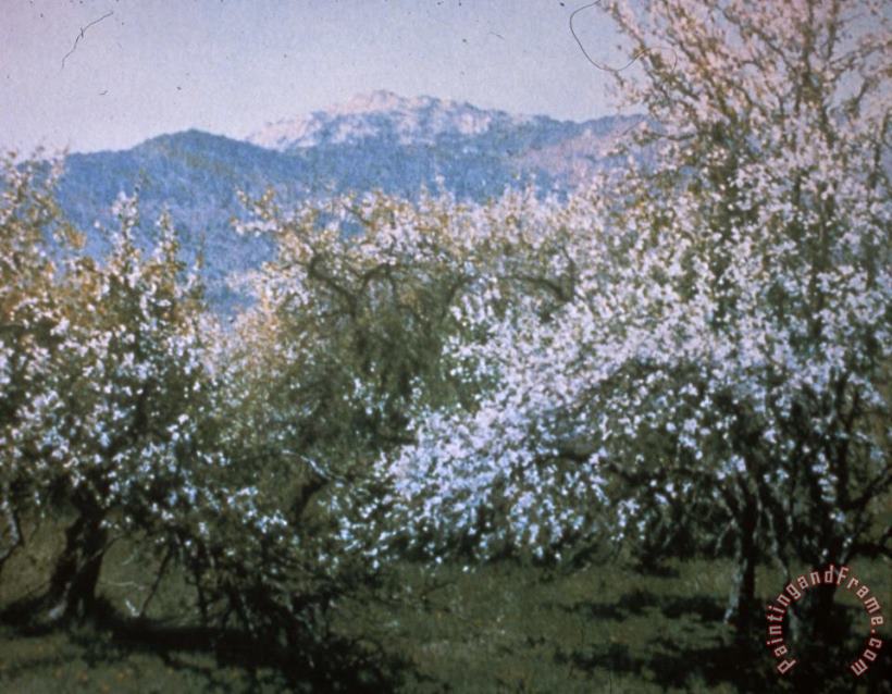 Richard Wheeler Whitney Abandoned Orchard Art Print