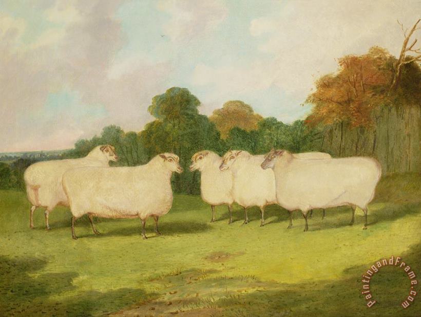 Richard Whitford Study of Sheep in a Landscape Art Painting