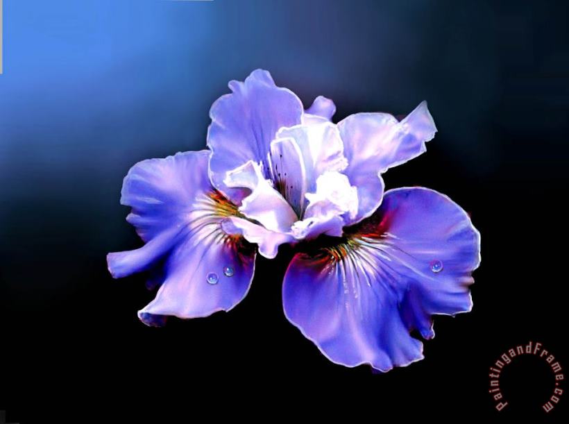 Robert Foster Siberian Iris Art Painting