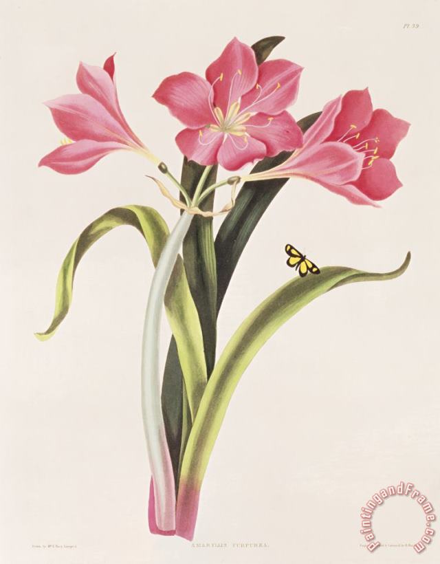 Amaryllis purpurea painting - Robert Havell Amaryllis purpurea Art Print