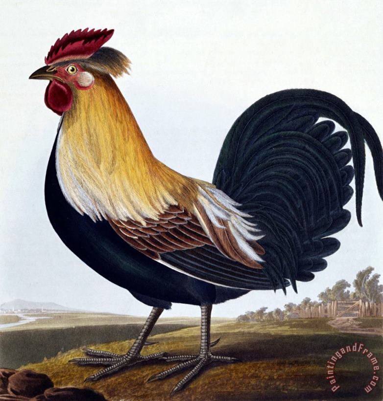Cock (phasianus) painting - Robert Havell Cock (phasianus) Art Print