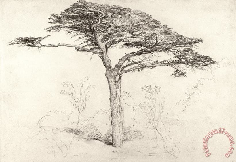 Samuel Palmer Old Cedar Tree In Botanic Garden Chelsea Art Painting