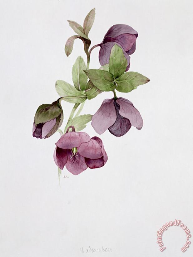 Helleborus Atrorubens painting - Sarah Creswell Helleborus Atrorubens Art Print