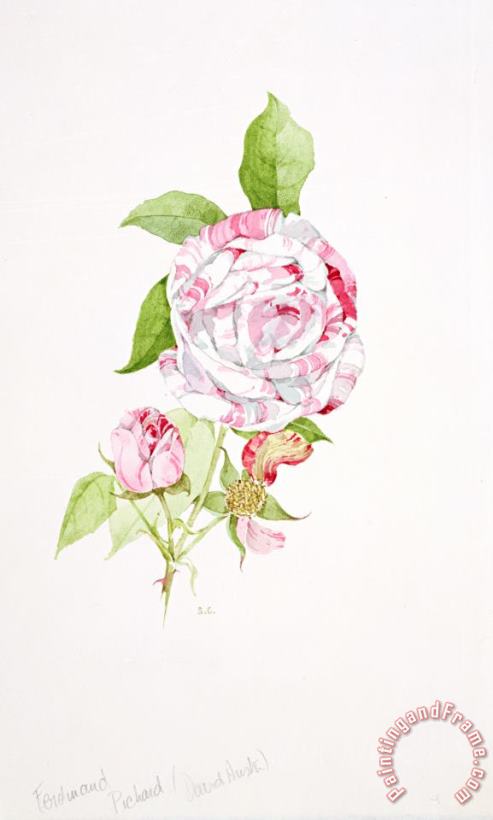Rosa Ferdinand Pichard painting - Sarah Creswell Rosa Ferdinand Pichard Art Print