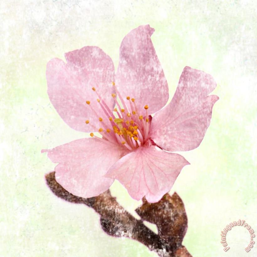 Cherry Blossom painting - Sia Aryai Cherry Blossom Art Print