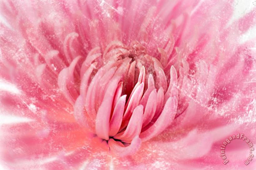 Sia Aryai Chrysanthenum Pink Art Print