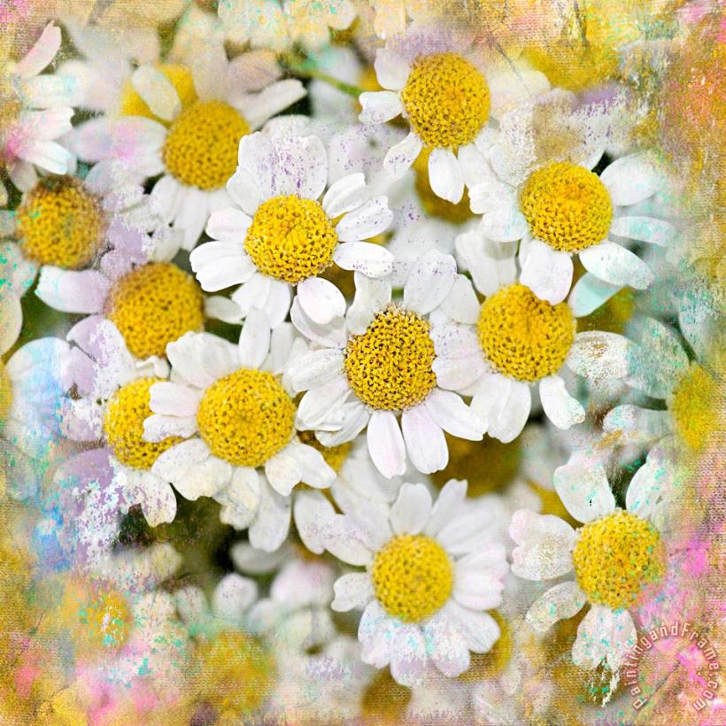 Daisy Garden painting - Sia Aryai Daisy Garden Art Print