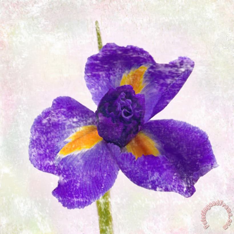 Iris painting - Sia Aryai Iris Art Print