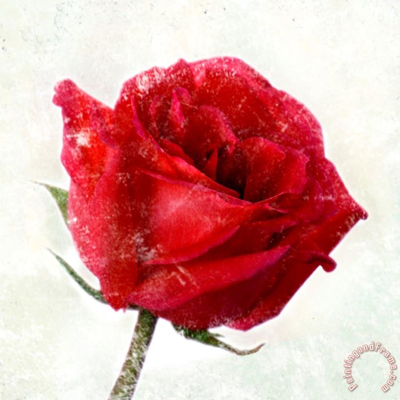 Rose Red painting - Sia Aryai Rose Red Art Print