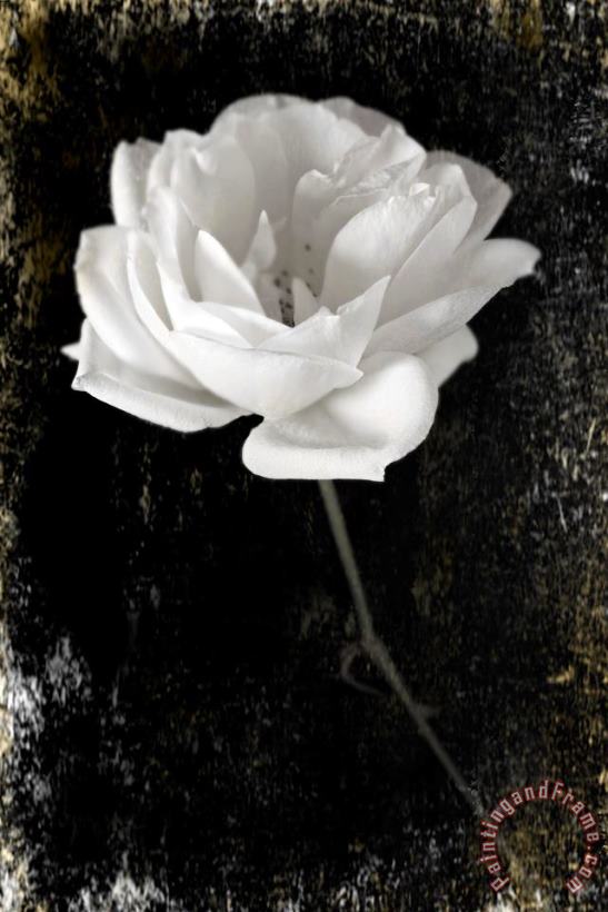 White Rose painting - Sia Aryai White Rose Art Print