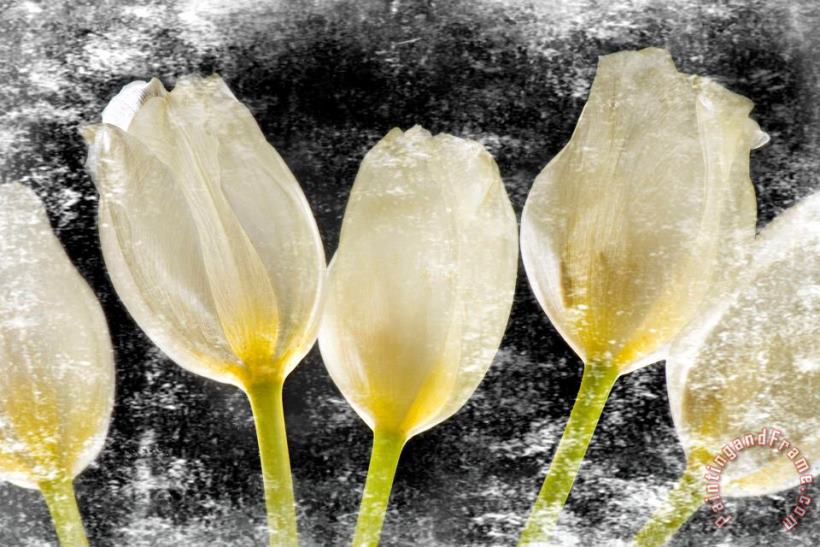 White Tulips II painting - Sia Aryai White Tulips II Art Print