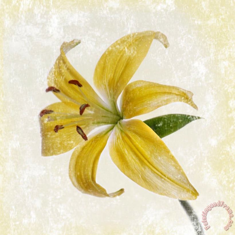 Yellow Lily painting - Sia Aryai Yellow Lily Art Print