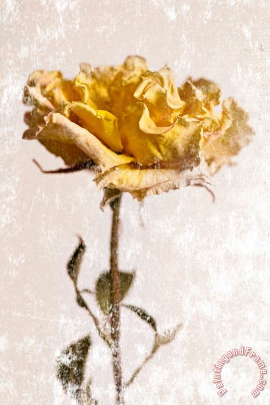 Sia Aryai Yellow Rose Art Print