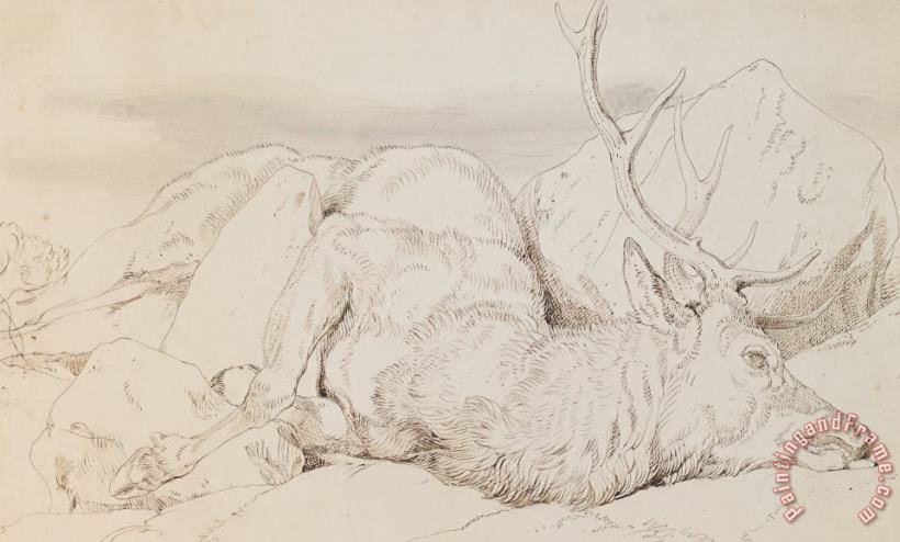 A Dead Stag painting - Sir Edwin Landseer A Dead Stag Art Print