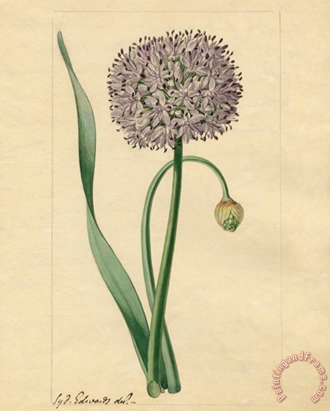 Allium Nutans painting - Sydenham Teast Edwards Allium Nutans Art Print