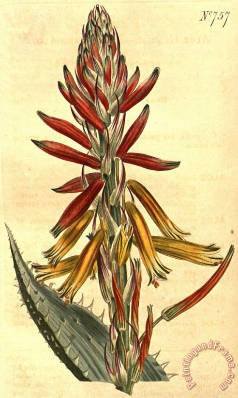 Sydenham Teast Edwards Aloe Humilis 1804 Art Painting