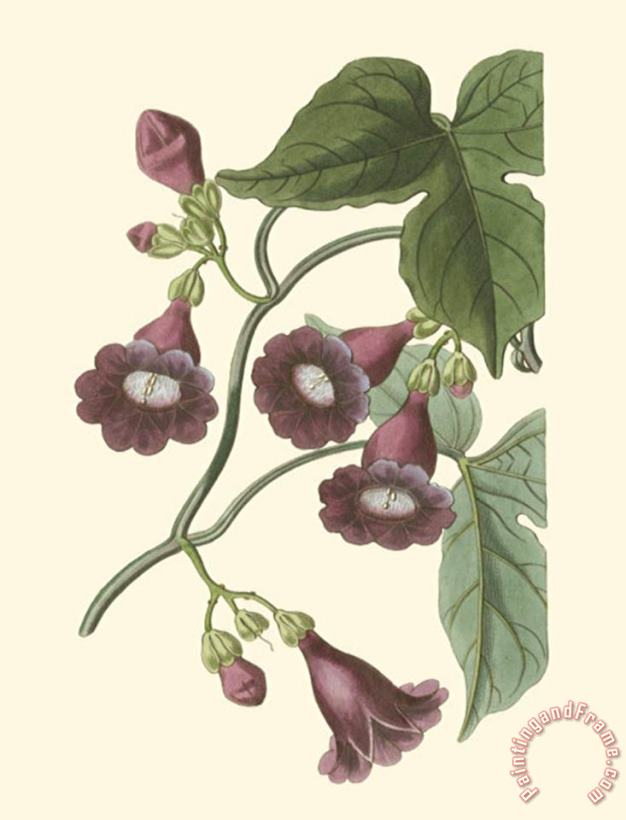 Sydenham Teast Edwards Blossoming Vine V Art Print