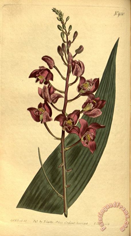 Sydenham Teast Edwards Botanical Drawings Eulophia Alta 1814 Art Painting