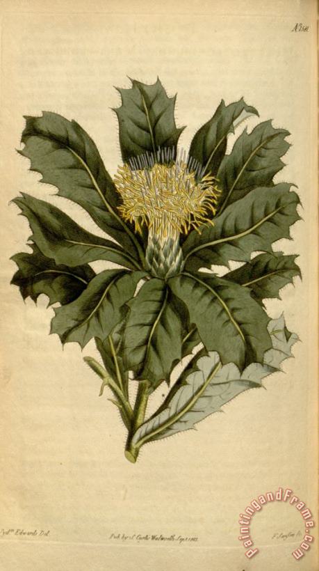 Botanical Magazine 1581 Dryandra Floribunda painting - Sydenham Teast Edwards Botanical Magazine 1581 Dryandra Floribunda Art Print
