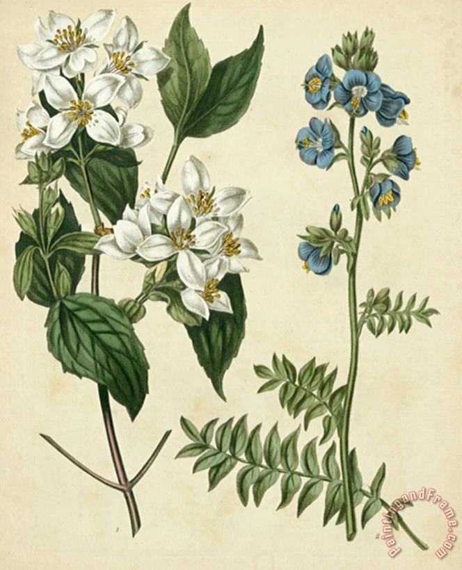 Sydenham Teast Edwards Cottage Florals I Art Print