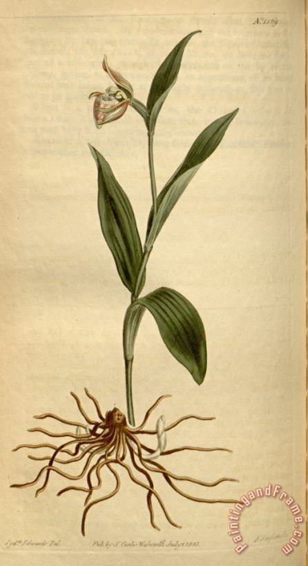 Cypripedium Arietinum 1813 painting - Sydenham Teast Edwards Cypripedium Arietinum 1813 Art Print