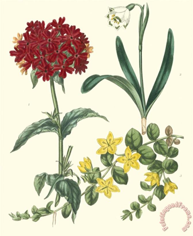 Gardener's Delight Viii painting - Sydenham Teast Edwards Gardener's Delight Viii Art Print