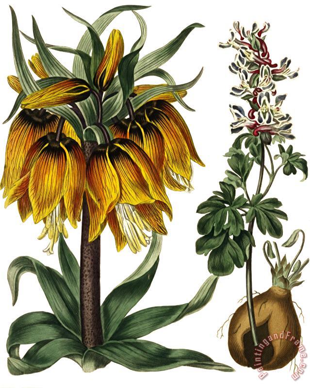 Golden Crown Imperial painting - Sydenham Teast Edwards Golden Crown Imperial Art Print